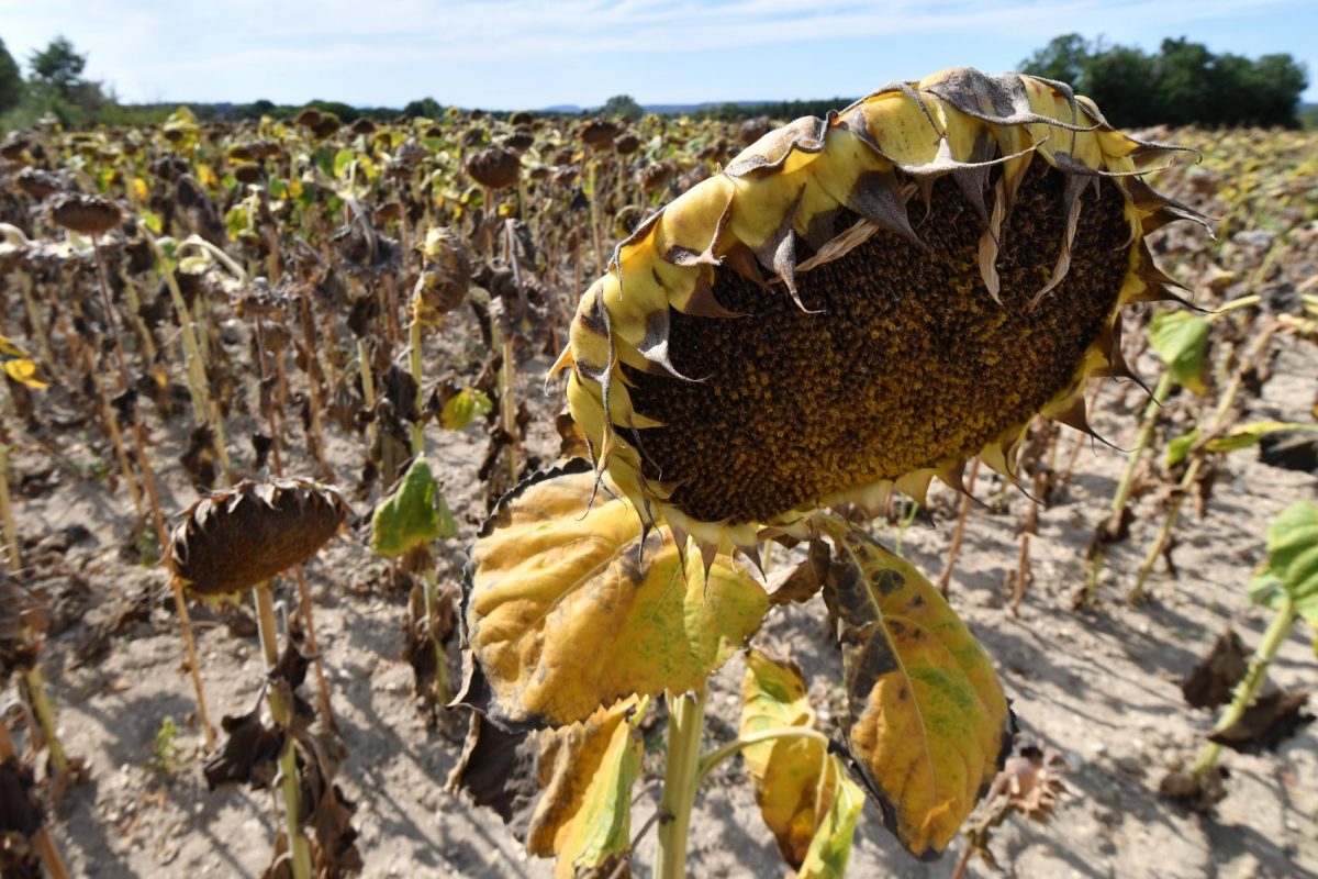 Plantação de girassóis destruída pela seca prolongada no sul da França: novo estudo prevê aceleração de eventos climáticos extremos na Europa e na América do Norte (Foto: Pascal Guyot/AFP)