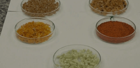 Material para produção de embalagem feito a partir de casca de tomate (esquerda) e polpa de tomate (direita): filme da casca teve efeito antioxidante maior (Reprodução/Núcleo de Divulgação Científica da UFLA)
