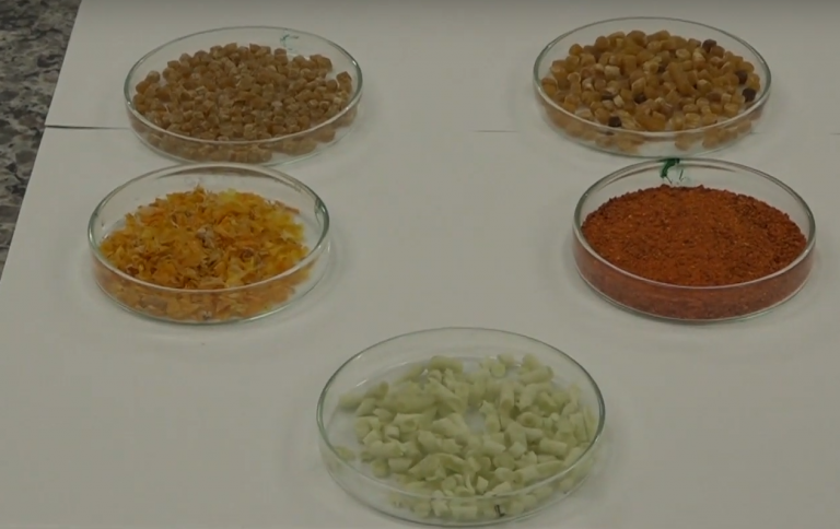 Material para produção de embalagem feito a partir de casca de tomate (esquerda) e polpa de tomate (direita): filme da casca teve efeito antioxidante maior (Reprodução/Núcleo de Divulgação Científica da UFLA)