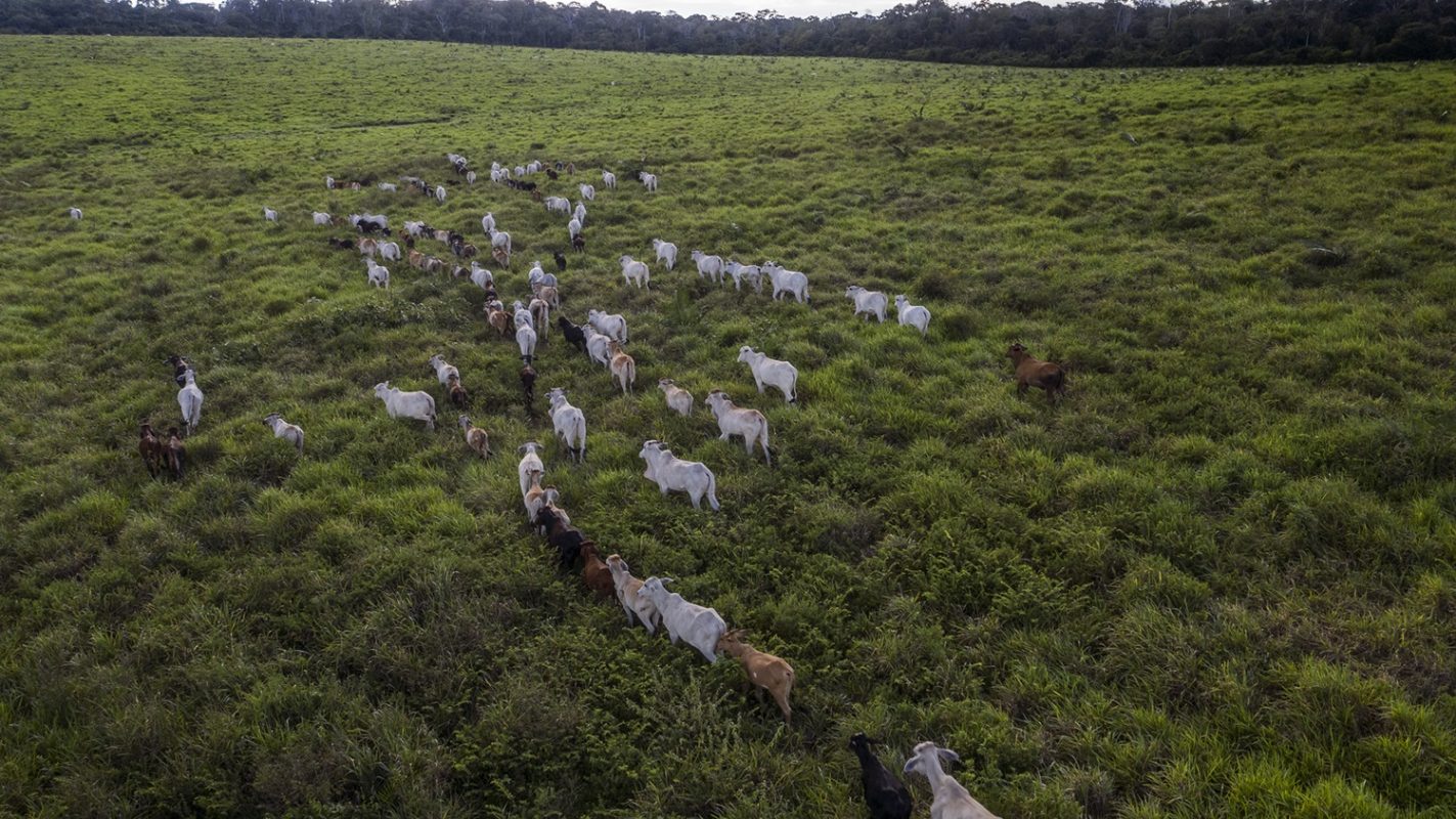 Imagem de um rebanho bovino no limite da Floresta Nacional do Tapajós, altura do Km 88 da BR-163. Foto Marizilda Cruppe