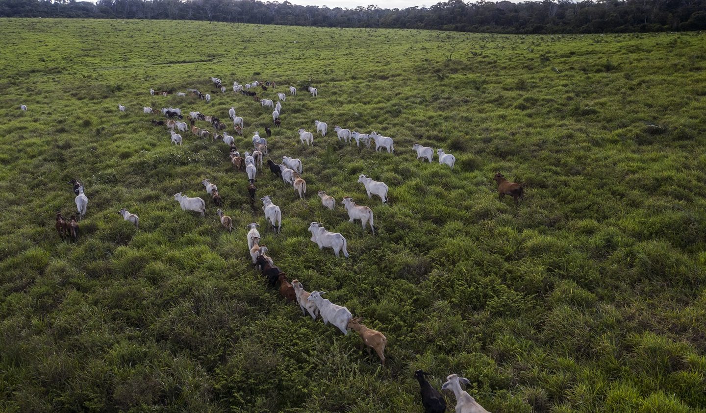Imagem de um rebanho bovino no limite da Floresta Nacional do Tapajós, altura do Km 88 da BR-163. Foto Marizilda Cruppe