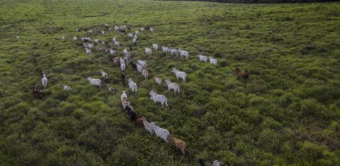 Imagem de um rebanho bovino no limite da Floresta Nacional do Tapajós, altura do Km 88 da BR-163. Foto Marizilda Cruppe