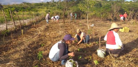 Reserva de Lerman: oásis verde em plena Caatinga (Foto: Divulgação)