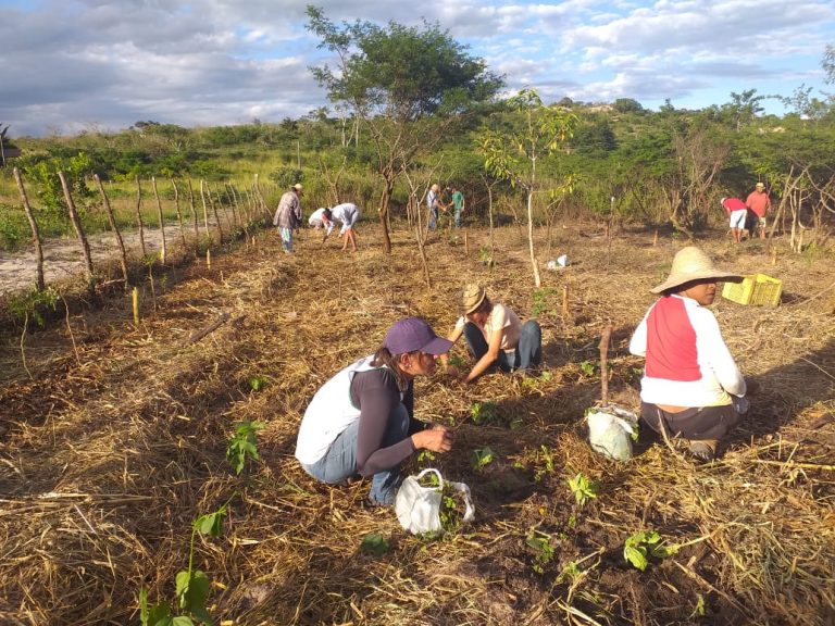 Reserva de Lerman: oásis verde em plena Caatinga (Foto: Divulgação)