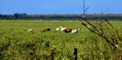 Fazendas de gado e eucalipto disputam água e terra no Cerrado. Foto de Mirian Fichtner