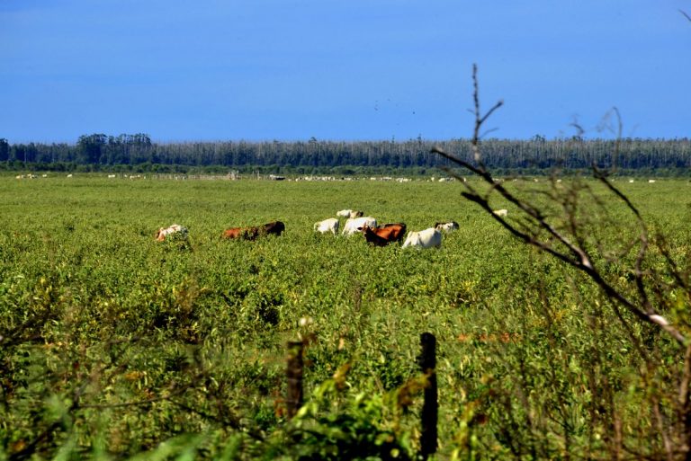 Fazendas de gado e eucalipto disputam água e terra no Cerrado. Foto de Mirian Fichtner