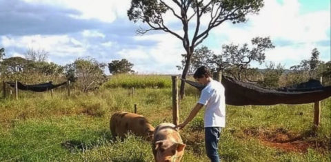 Projeto da UnB trabalha atualmente com suínos, bovinos, frangos de corte e codornas na Fazenda Água Limpa: busca das melhores condições para os animais do Cerrado (Foto: BioCer/Arquivo Pessoal)