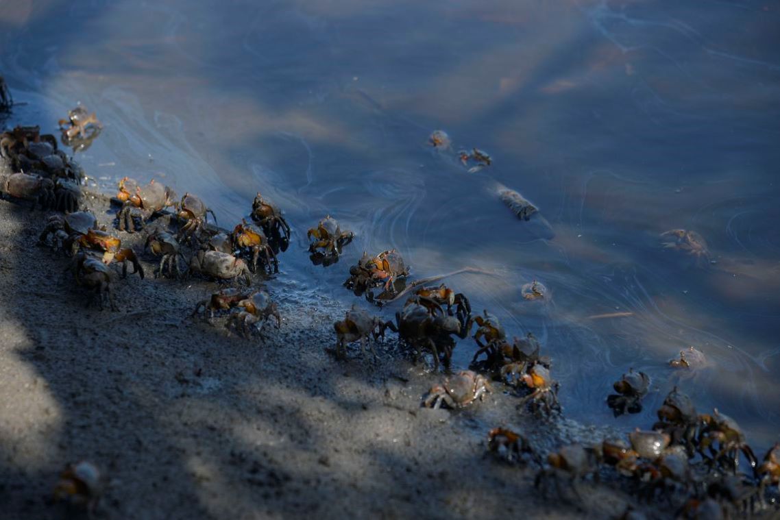 Caranguejos atingidos por derramamento de óleo no Rio Estrela, em Magé, em dezembro de 2018: vazamento da Transpetro sem diagnóstico de dano ambiental (Foto: Tomaz Silva/Agência Brasil)