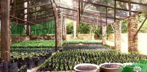 Plantio de mudas de plantas amazônicas do Instituto Soka: 5 mil sementes por ano para a cobertura florestal de Manaus (Foto: Divulgação)