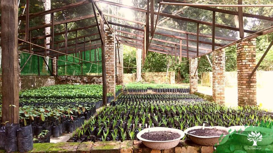 Plantio de mudas de plantas amazônicas do Instituto Soka: 5 mil sementes por ano para a cobertura florestal de Manaus (Foto: Divulgação)