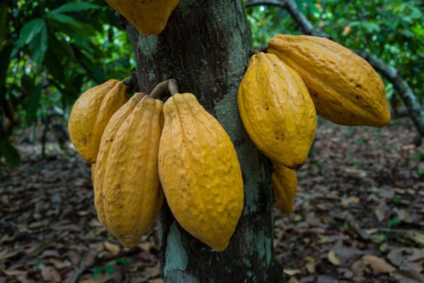 Plantação de cacau em São Felix no Xingu, no Pará. Foto Yasuyoshi Chiba/AFP - Agosto/2013