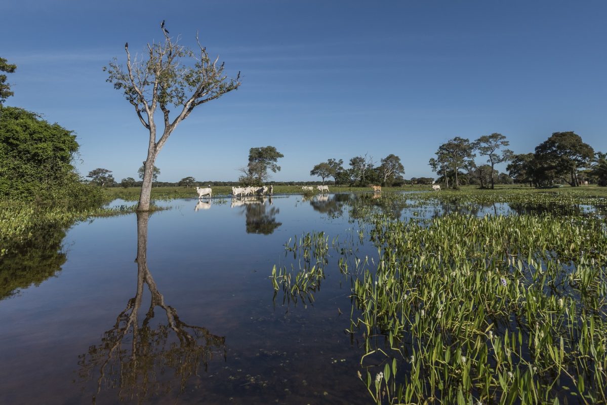 A pecuária orgânica no Pantanal proíbe o uso de agrotóxicos e outros produtos químicos para alimentação e cuidados com o gado, tratado com medicamentos fitoterápicos e homeopáticos.Foto Andre Dib/WWF-Brasil