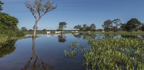 A pecuária orgânica no Pantanal proíbe o uso de agrotóxicos e outros produtos químicos para alimentação e cuidados com o gado, tratado com medicamentos fitoterápicos e homeopáticos.Foto Andre Dib/WWF-Brasil