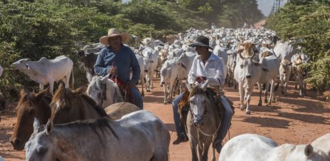 Atualmente, cinco empresas absorvem a produção de carne certificada do Pantanal, cujo rebanho é de 50 mil cabeças.Foto Andre Dib/WWF-Brasil