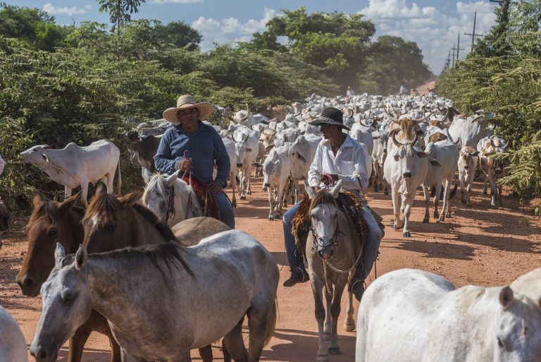 Atualmente, cinco empresas absorvem a produção de carne certificada do Pantanal, cujo rebanho é de 50 mil cabeças.Foto Andre Dib/WWF-Brasil