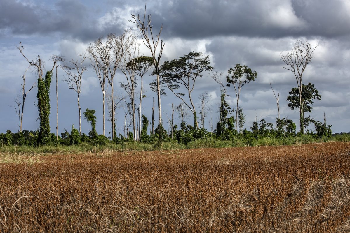 As plantações de soja estão entre os vilões do desmatamento na Amazônia (Foto Marizilda Cruppe/Rede Amazônia Sustentável)