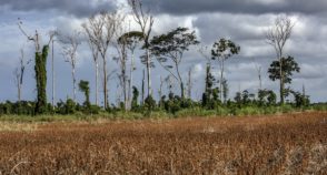 Mercado de carbono pode chegar a US$ 72 bilhões