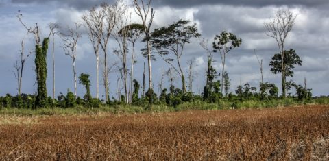 As plantações de soja estão entre os vilões do desmatamento na Amazônia (Foto Marizilda Cruppe/Rede Amazônia Sustentável)