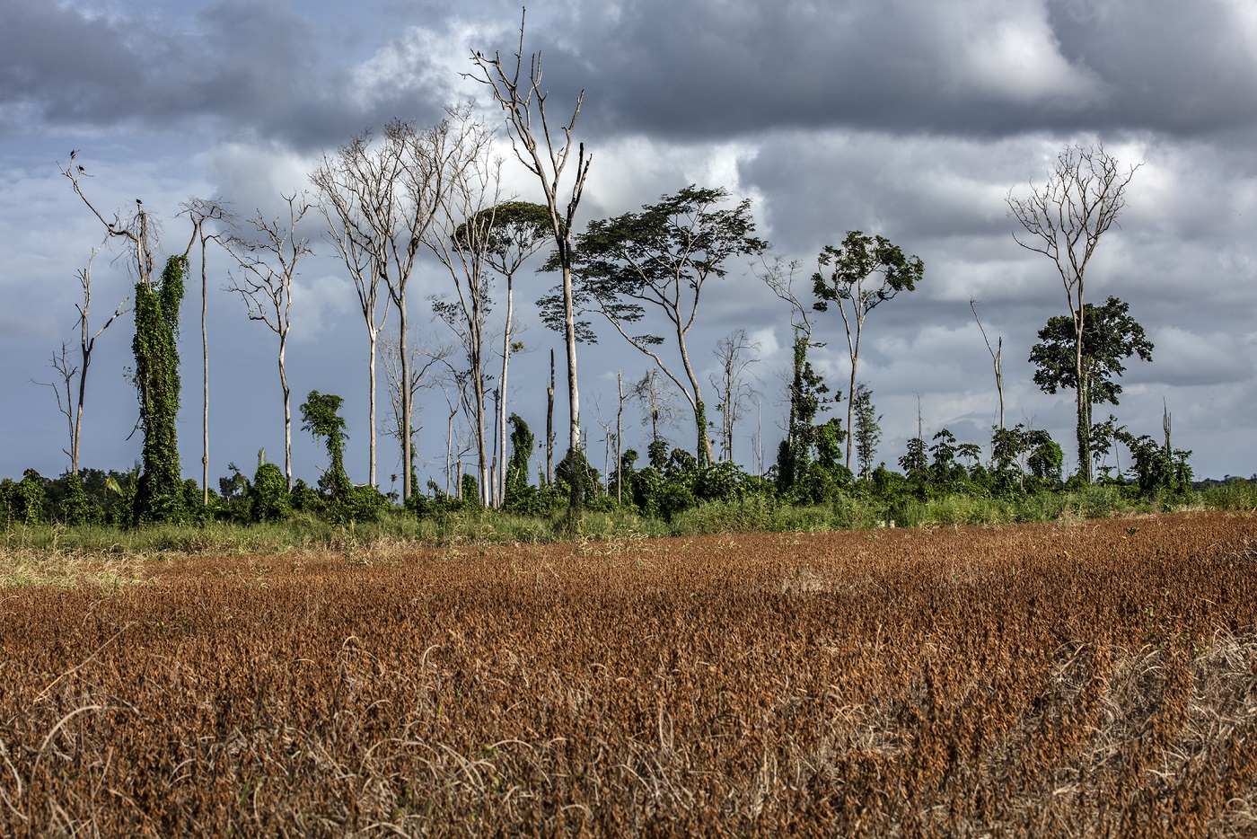 As plantações de soja estão entre os vilões do desmatamento na Amazônia. Foto Marizilda Cruppe/Rede Amazônia Sustentável