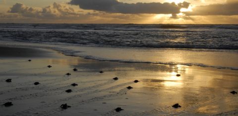 Em 30 anos de existência, o Projeto Tamar já salvou mais de 20 mil tartarugas marinhas. Foto Fundação Pró-Tamar