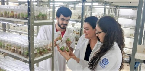 Pesquisadores da Unaerp e da UFSCar induzem a espécie conhecida como unha-de-gato a sintetizar, no laboratório, formas modificadas e mais potentes de alcaloides conhecidos pela ação antitumoral e anti-inflamatória (Foto: Adriana Lopes/arquivo pessoal)
