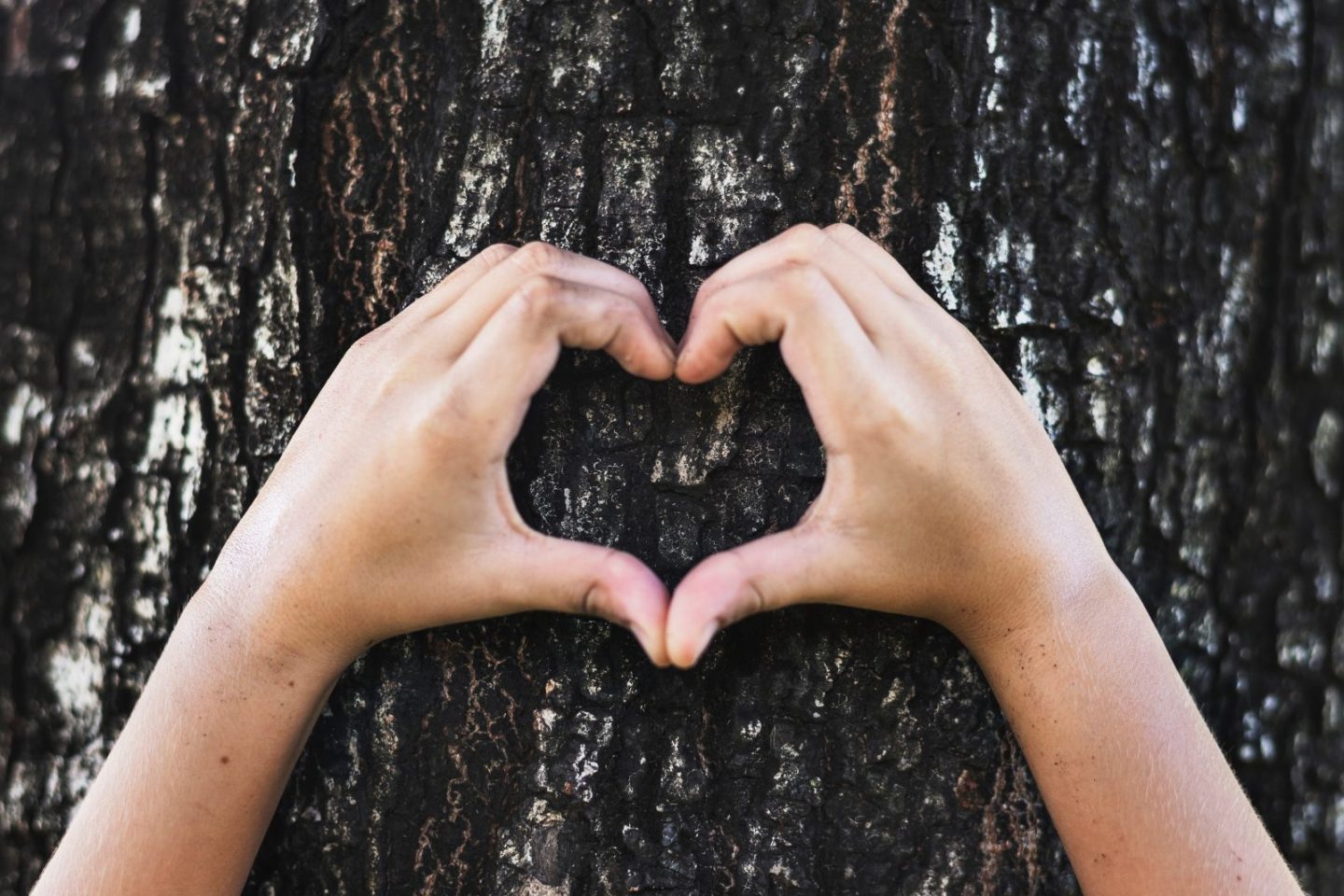 Aposte em presentes sustentáveis neste Natal (Foto: rawpixel on Unsplash)