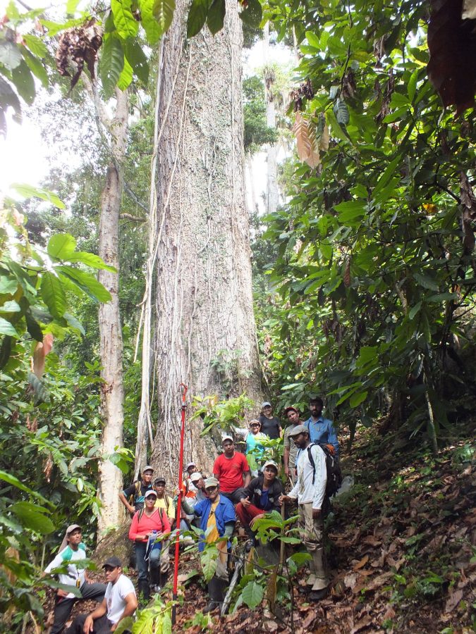 Coletores de sementes da Comunidade Pedra Bonita em Itamaraju no Sul da Bahia: Programa Arboretum faz parte do Pacto para Restauração da Mata Atlântica (Foto: Divulgação)