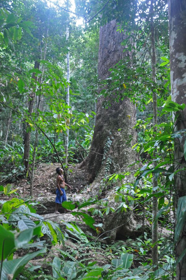 Indígena Pataxó no núcleo de Porto Seguro, do Programa Arboretum: comunidades indígenas participam de atividades como coleta de sementes, plantio de espécies nativas e produção de mudas (Foto: Divulgação)