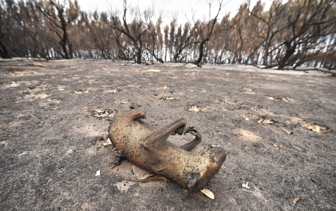 Coala morto pelo fogo na Ilha do Canguru, na Austrália: um terço da população dos coalas australianos já morreu nos incêndios (Foto: Peter Parkis/AFP)
