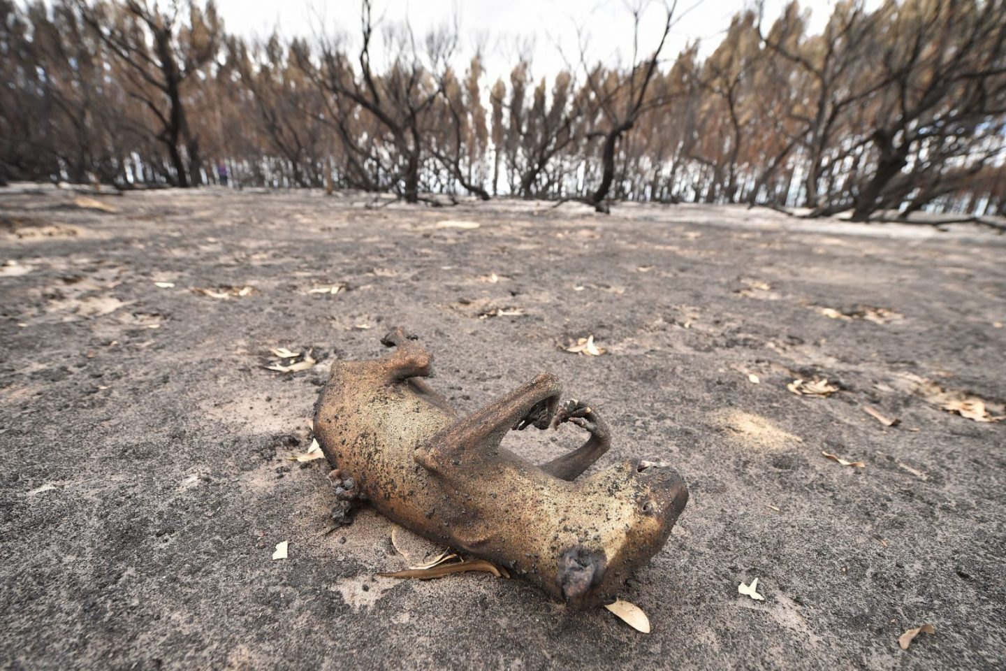Coala morto pelo fogo na Ilha do Canguru, na Austrália: um terço da população dos coalas australianos já morreu nos incêndios (Foto: Peter Parkis/AFP)