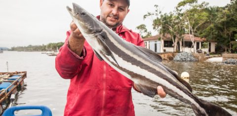 O biólogo marinho Arthur Artemtchonque e um beijupirá: espécie cada vez mais valorizada pela gastronomia, é cultivada em um grande tanque diante de sua casa até chegar a 5 quilos (Foto: Caio Ferrari)