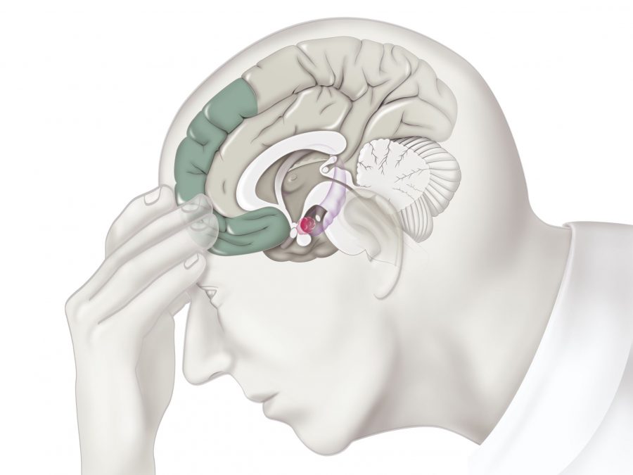Amígdala cerebral (em rosa) recebe informações sensoriais e detecta rapidamente estímulos associados ao perigo (Imagem: BSIP/AFP) 