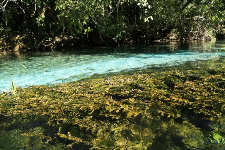 Rio do bioma Mata Atlântica em São Paulo: estudo constatou apenas 12 de 240 pontos (5%), com qualidade boa da água (Foto: SOS Mata Atlântica)