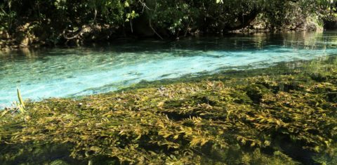 Rio do bioma Mata Atlântica em São Paulo: estudo constatou apenas 12 de 240 pontos (5%), com qualidade boa da água (Foto: SOS Mata Atlântica)