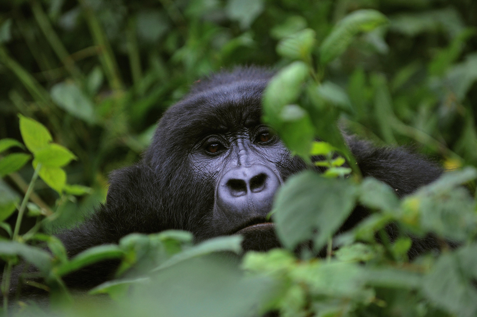 Gorila das montanhas no Parque Nacional Virunga, a República Democrática: visitação suspensa por temor de contágio dos grandes símios pelo coronavírus (Foto: Roberto Schimdt/AFP)