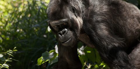 Gorila em floresta africana: espécie que contrai vírus da gripe comum pode sofrer com a covid-19 (Foto: Christine Sponchia/Pixabay)