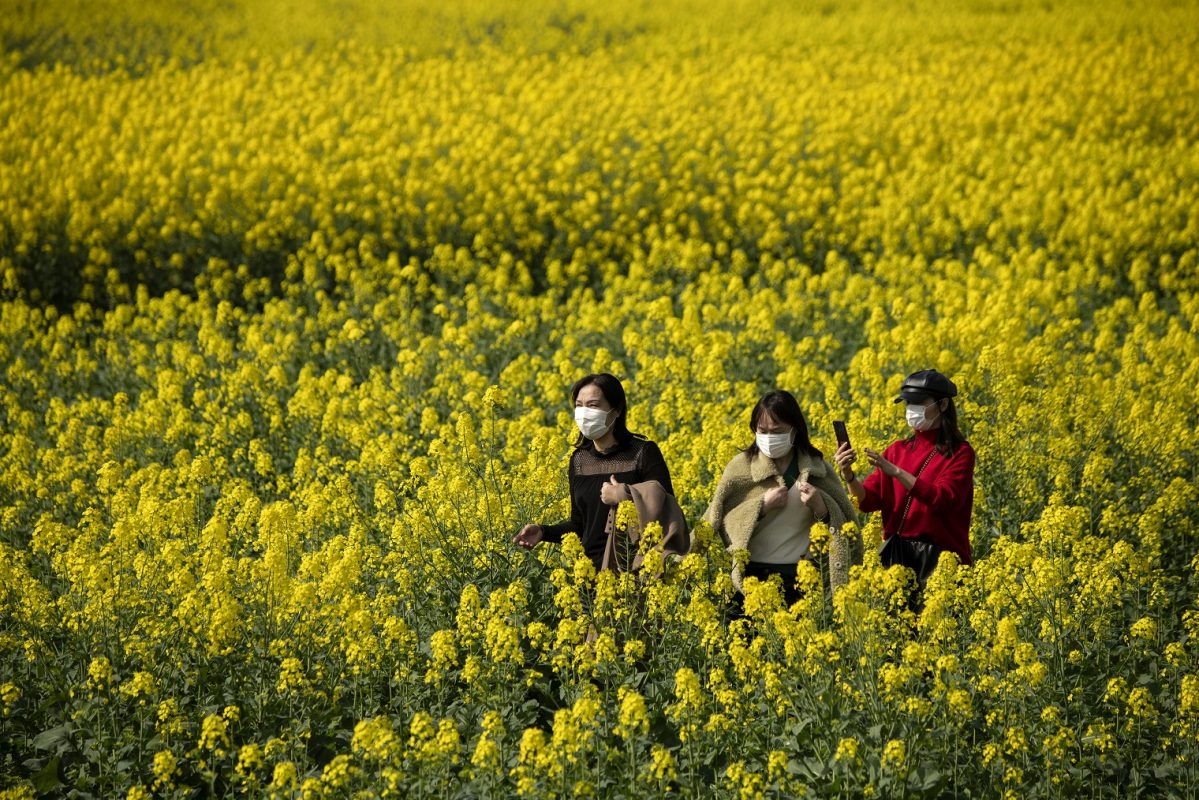 Jovens chinesas usando máscaras contra o coronavírus caminham por uma fazenda de colza, usado para a produção do óleo de canola. Foto Noel Celis/AFP