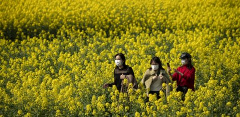 Jovens chinesas usando máscaras contra o coronavírus caminham por uma fazenda de colza, usado para a produção do óleo de canola. Foto Noel Celis/AFP