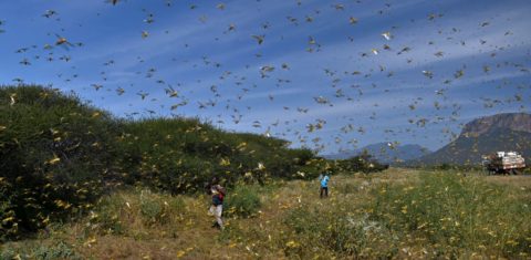 Nuvem de gafanhotos ataca no Quênia: maior infestação em 25 anos assusta países africanos (Foto: Tony Karumba/AFP)