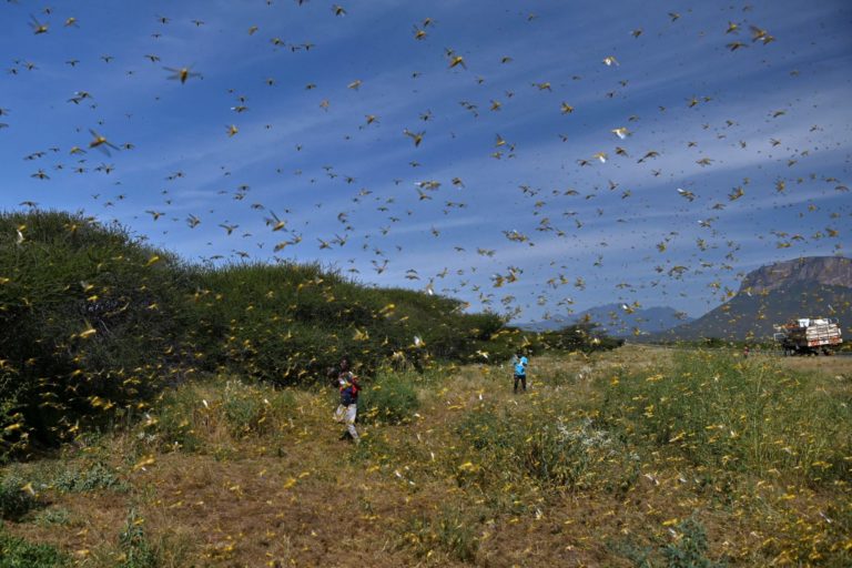 Nuvem de gafanhotos ataca no Quênia: maior infestação em 25 anos assusta países africanos (Foto: Tony Karumba/AFP)