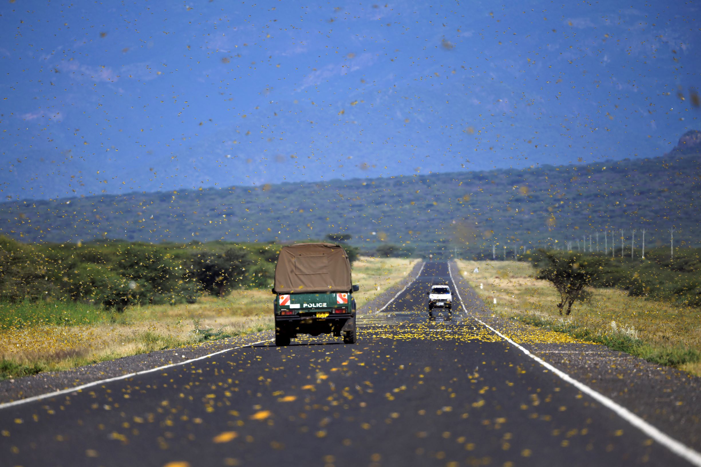 Gafanhotos atravessam estrada no Quênia: nuvem de insetos já desviou rota de avião da Eitópia (Foto: Tony Karumba/AFP)