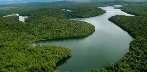 Trecho de Mata Atlântica em Minas gerais: bioma está sob ataque do governo federal, afirma ambientalista (Foto: IEF/MG)