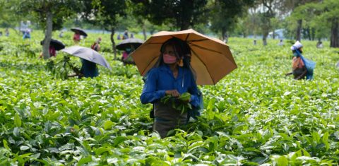 Em Kiranchandra, na Índia, trabalhadoras colhem folhas de chá, depois que o governo flexibilizou um pouco o isolamento da covid-19. Foto Diptendu Dutta/AFP