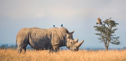 O aumento da caça aos rinocerontes foi registrado em vários pontos; comunidade local consegue fazer fiscalizaçao eficaz nas concessões da Porini Camps (Jeffrey Wu / Gamewatchers Safaris)