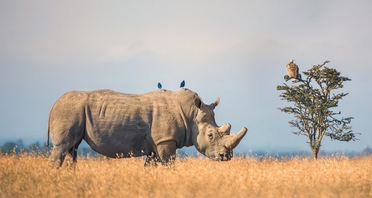 O aumento da caça aos rinocerontes foi registrado em vários pontos; comunidade local consegue fazer fiscalizaçao eficaz nas concessões da Porini Camps (Jeffrey Wu / Gamewatchers Safaris)