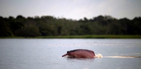 Boto cor de rosa na Reserva de Desenvolvimento Sustentável Amanã, no Amazonas: espécies da fauna amazônica ameaçadas de extinção pelo aquecimento em 2050 (Foto: Mauro Pimentel/AFP)