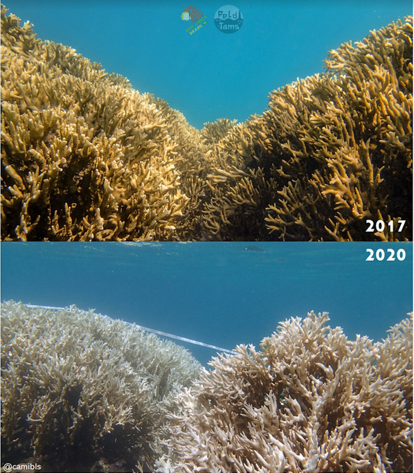 Costa dos Corais em Alagoas e Pernambuco em 2017 e 2020 (Foto: Camila Brasil/Reefcheck/Peld/Tams-UFPE)