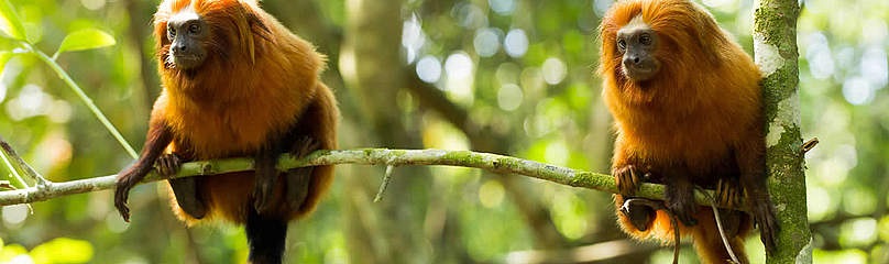O mico-leão-dourado, uma das preciosidades da biodiversidade nacional, agora mais ameaçados por conta do descaso do governo. Foto Divulgação. 