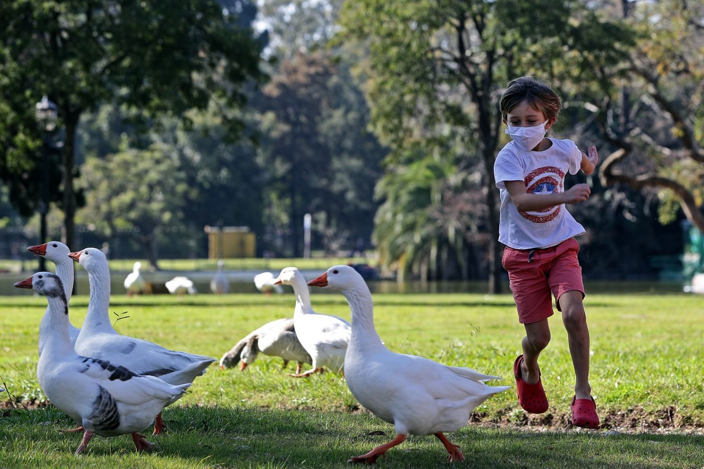 Um menino corre atrás de gansos em um parque de Buenos Aires depois que as autoridades permitiram que as crianças saíssem por uma hora para fins recreativos, de acordo com o número de identificação dos pais. Foto Alejandro Pagni/AFP