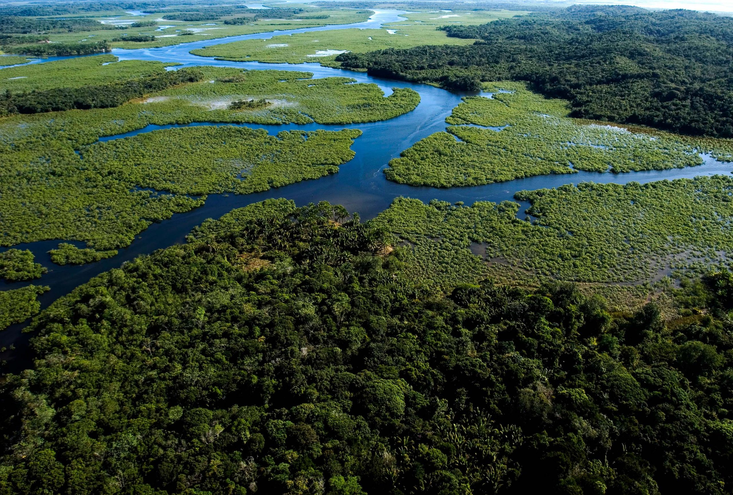 Trecho de Mata Atlântica em Minas Gerais: governo vai ao STF para liberar atividades agropecuárias em áreas de preservação no bioma (Foto: IEF/MG)